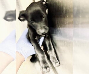Labrador Retriever Dogs for adoption in Houston, TX, USA
