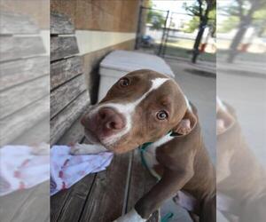 Mutt Dogs for adoption in Tulsa, OK, USA