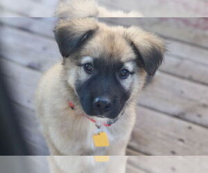 Shepradors Dogs for adoption in Princeton, MN, USA