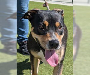 Catahoula Leopard Dog Dogs for adoption in Salinas, CA, USA