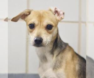 Chihuahua Dogs for adoption in San Antonio, TX, USA