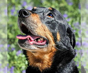 Rottweiler Dogs for adoption in Albuquerque, NM, USA