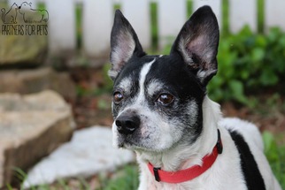 Small Boston Terrier-Jack Russell Terrier Mix