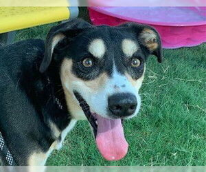 German Shepherd Dog-Unknown Mix Dogs for adoption in Temple, TX, USA