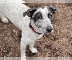 German Shorthaired Pointer-Unknown Mix Dogs for adoption in Santa Cruz, CA, USA