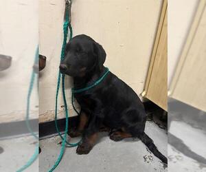 Rottweiler-Unknown Mix Dogs for adoption in Camarillo, CA, USA