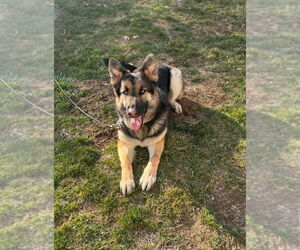 German Shepherd Dog Dogs for adoption in Aurora, IN, USA