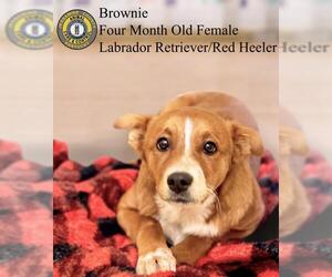 Labrador Retriever-Red Heeler Mix Dogs for adoption in Nicholasville, KY, USA