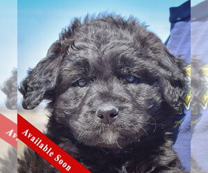 Mutt Dogs for adoption in Huntley, IL, USA