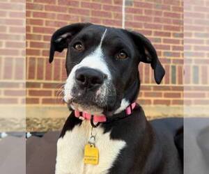 Boxer-Unknown Mix Dogs for adoption in Greenville, SC, USA