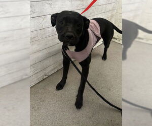 American Pit Bull Terrier-Unknown Mix Dogs for adoption in San Bernardino, CA, USA