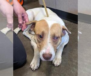 Pointer-Unknown Mix Dogs for adoption in Rockwall, TX, USA