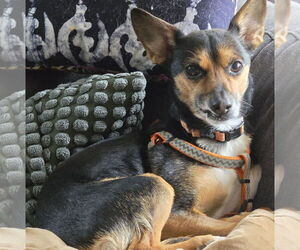 Mutt Dogs for adoption in Brooklyn Center, MN, USA