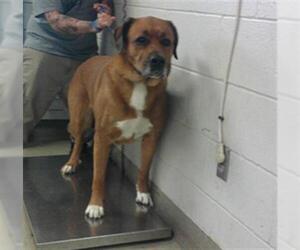 Mastiff-Unknown Mix Dogs for adoption in Oklahoma City, OK, USA