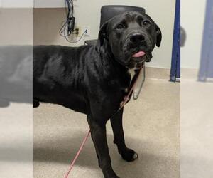 American Pit Bull Terrier-Labrador Retriever Mix Dogs for adoption in Bakersfield, CA, USA