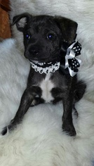 Medium Photo #1 Chiranian Puppy For Sale in Johnson City, TN, USA