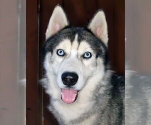- Mix Dogs for adoption in Oakland Park, FL, USA