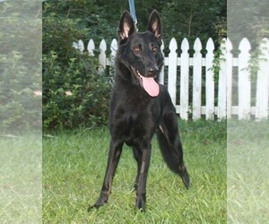 German Shepherd Dog Dogs for adoption in Holly Hill, SC, USA