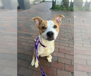 American Pit Bull Terrier Dogs for adoption in Boston, MA, USA