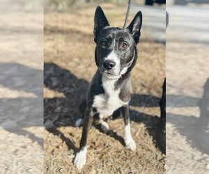 Huskies -Unknown Mix Dogs for adoption in Clarkesville, GA, USA