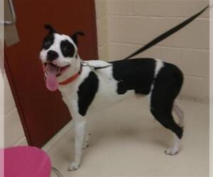Bullypit Dogs for adoption in Center Township, PA, USA