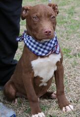 Medium Photo #1 Chocolate Labrador retriever-Staffordshire Bull Terrier Mix Puppy For Sale in Bandera, TX, USA