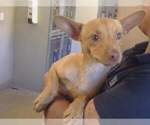 Chihuahua Dogs for adoption in Sacramento, CA, USA