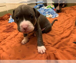 Mutt Dogs for adoption in Moreno Valley, CA, USA