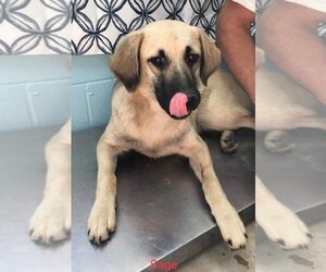 Black Mouth Cur-Labrador Retriever Mix Dogs for adoption in Athens, TX, USA