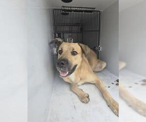 Labrador Retriever-Unknown Mix Dogs for adoption in Houston, TX, USA
