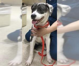 American Pit Bull Terrier Dogs for adoption in Riverside, CA, USA