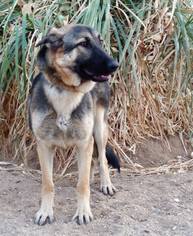 Medium Photo #1 German Shepherd Dog Puppy For Sale in Olalla, WA, USA