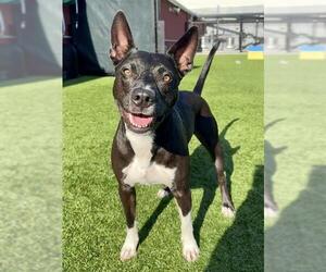 American Pit Bull Terrier-Australian Kelpie Mix Dogs for adoption in San Francisco, CA, USA