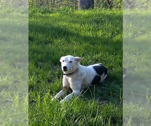 Mutt Dogs for adoption in Bristol, TN, USA