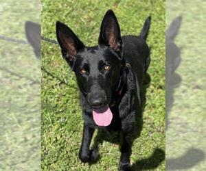German Shepherd Dog Dogs for adoption in Fort Lauderdale, FL, USA