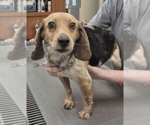 Beagle-Unknown Mix Dogs for adoption in York, SC, USA