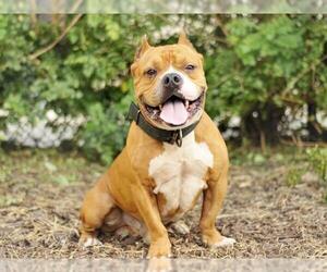 Bulldog-Unknown Mix Dogs for adoption in Tavares, FL, USA