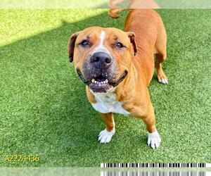 American Bulldog Dogs for adoption in West Palm Beach, FL, USA