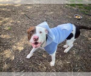 American Pit Bull Terrier-Unknown Mix Dogs for adoption in Plano, TX, USA