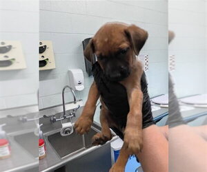 German Shepherd Dog Dogs for adoption in Corpus Christi, TX, USA
