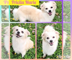 Chihuahua-Unknown Mix Dogs for adoption in Washington, DC, USA