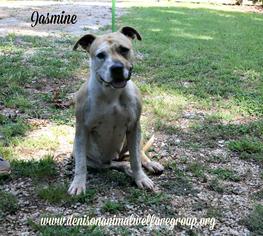 Medium Photo #1 American Staffordshire Terrier-Unknown Mix Puppy For Sale in Denison, TX, USA