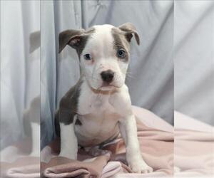 Mutt Dogs for adoption in Grovetown, GA, USA