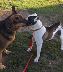 American Bulldog Dogs for adoption in Waseca, MN, USA