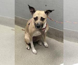 American Pit Bull Terrier-Unknown Mix Dogs for adoption in Las Vegas, NV, USA