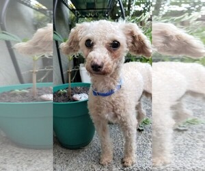 Poodle (Miniature) Dogs for adoption in Issaquah, WA, USA
