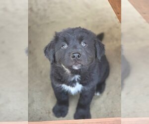 Siberian Husky-Unknown Mix Dogs for adoption in Bellingham, WA, USA