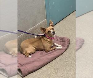 Chihuahua-Unknown Mix Dogs for adoption in Las Vegas, NV, USA