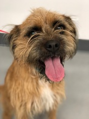 Border Terrier Dogs for adoption in West Hollywood, CA, USA