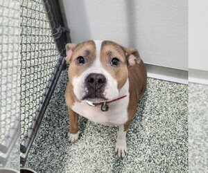 American Pit Bull Terrier-Unknown Mix Dogs for adoption in Salisbury, NC, USA